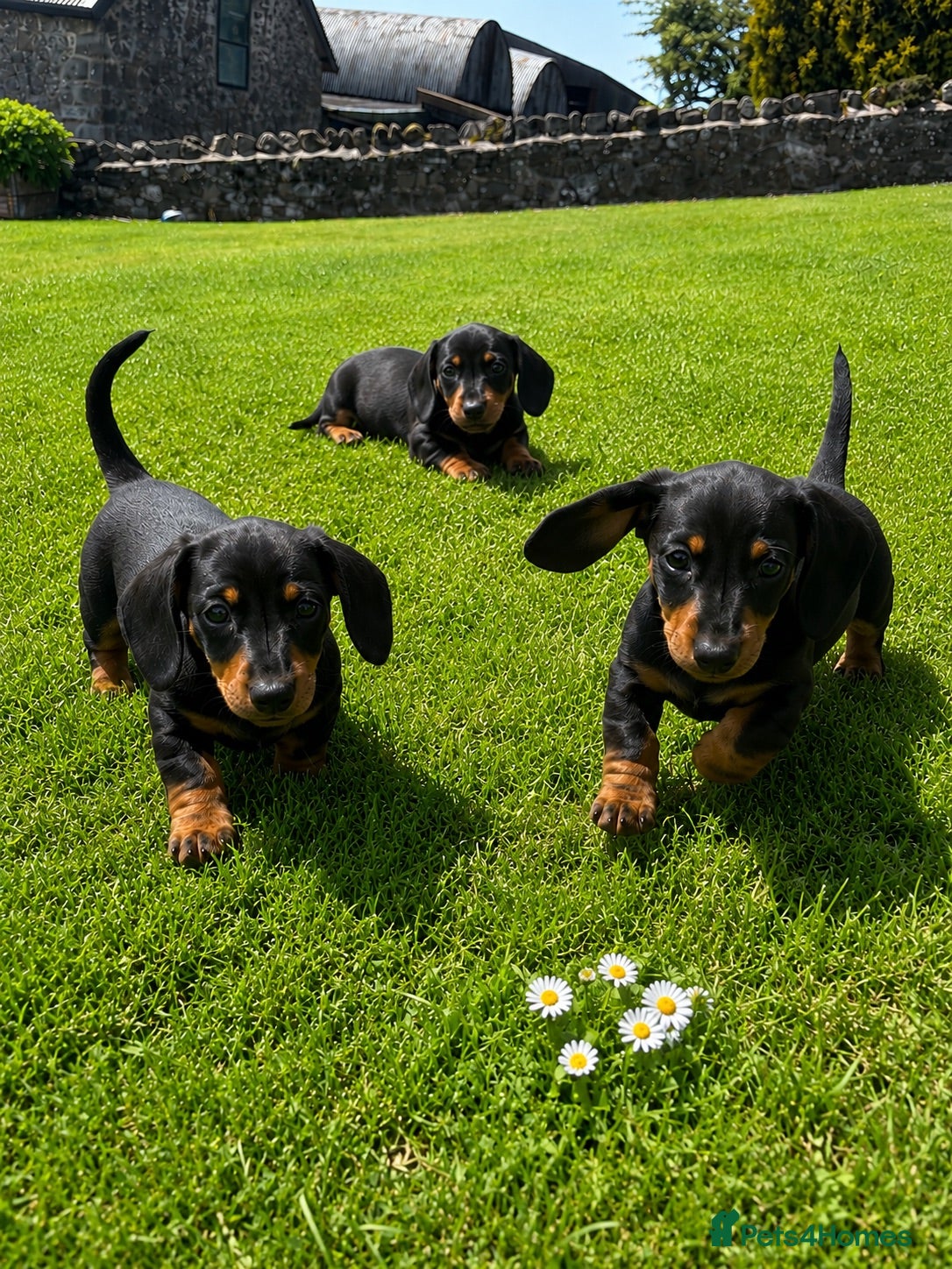 Miniature Dachshund dogs Miniature Dachshund Pups/ Dad DNA tested - Advert 1