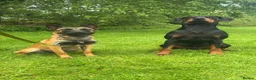 Belgian Shepherd Dog dogs for adoption: 6 month old female Belgian malinois  - Advert 3