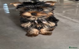 Yorkshire Terrier dogs for sale: Mini Yorkshire Terrier, blue skin tan - Image 2
