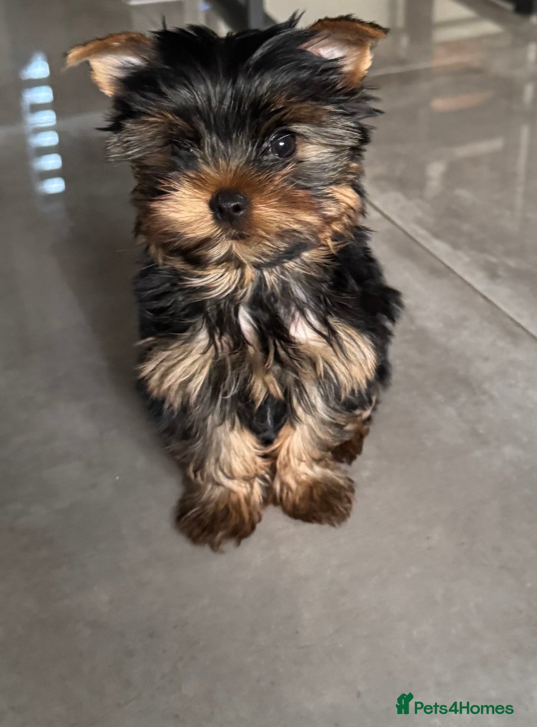Yorkshire Terrier dogs for sale: Mini Yorkshire Terrier, blue skin tan - Image 2
