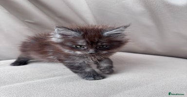 Maine Coon cats - Advert 16