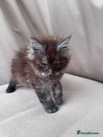 Maine Coon cats - Advert 16