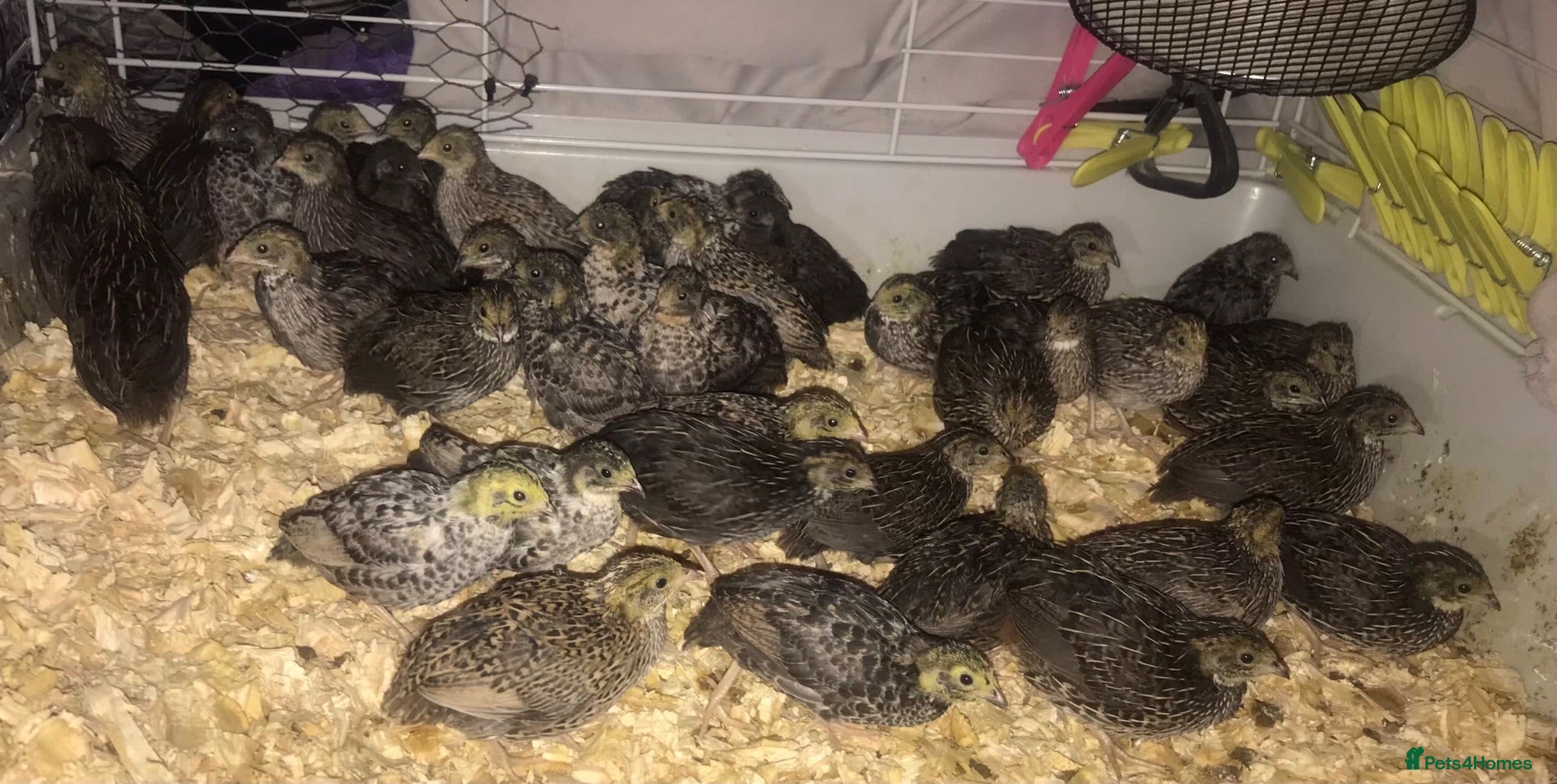Quail poultry QUAILS/CHINESE PAINTED BUTTONS ! - Advert 9