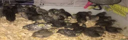 Quail poultry for sale: QUAILS/CHINESE PAINTED BUTTONS ! - Advert 13