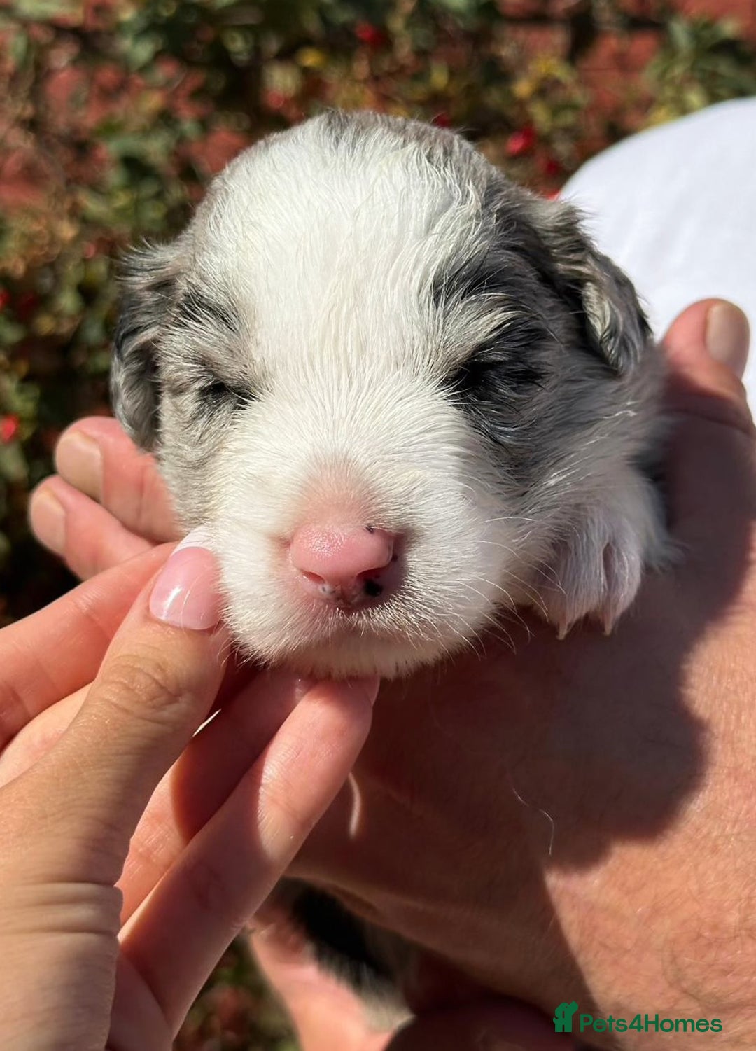 Border Collie dogs for sale: Champion line puppies  - Image 6