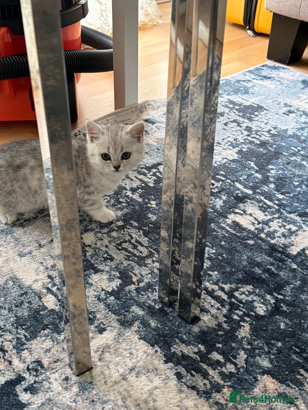 British Shorthair cats for sale: BSH Silver Tabby kittens for Sale! - Image 11