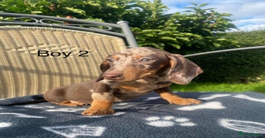 Miniature Dachshund dogs - Advert 16