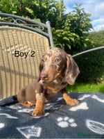 Miniature Dachshund dogs - Advert 6