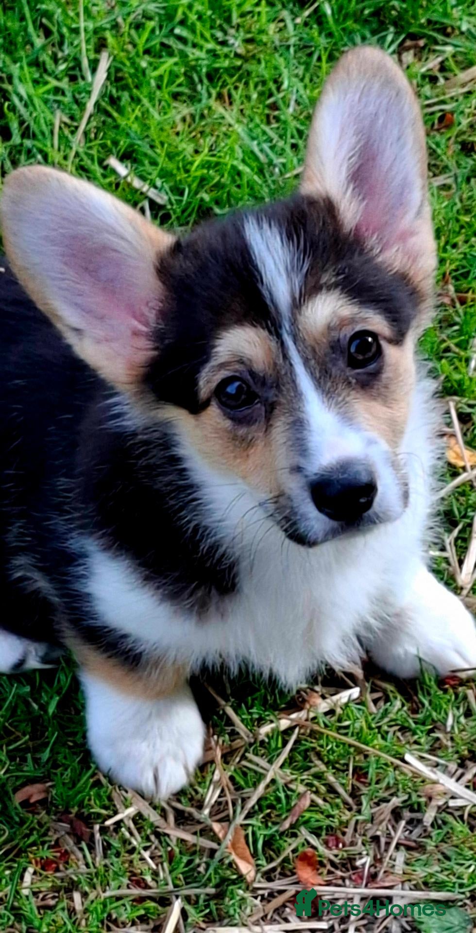 Welsh Corgi Pembroke dogs 1 boy 1 girl KC Pembroke Corgis  - Advert 10