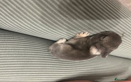 English Spot rabbits for sale: Bunnies for sale - Image 2