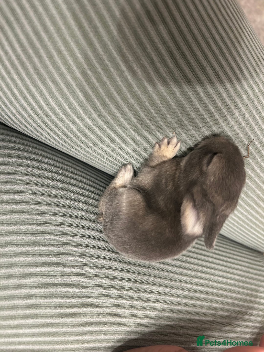 English Spot rabbits for sale: Bunnies for sale - Image 2