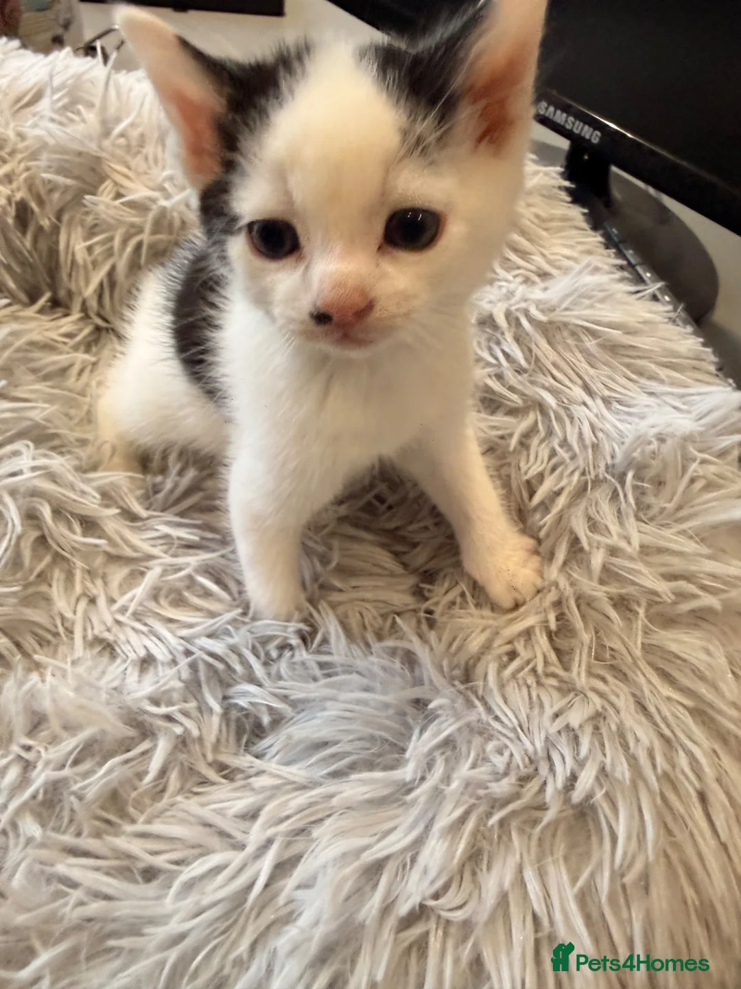 Mixed Breed cats for sale: 3 beautiful mixed girl kittens  in Stourport-on-Severn - Advert 24