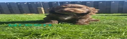 Cocker Spaniel dogs for sale: 100%show cocker spaniel kc reg   - Advert 35