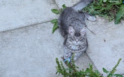 Maine Coon cats for sale: 3 Adorable Female Maine coon Kittens - Image 6