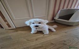 Poochon dogs for sale: Poochon Rehoming - Image 5