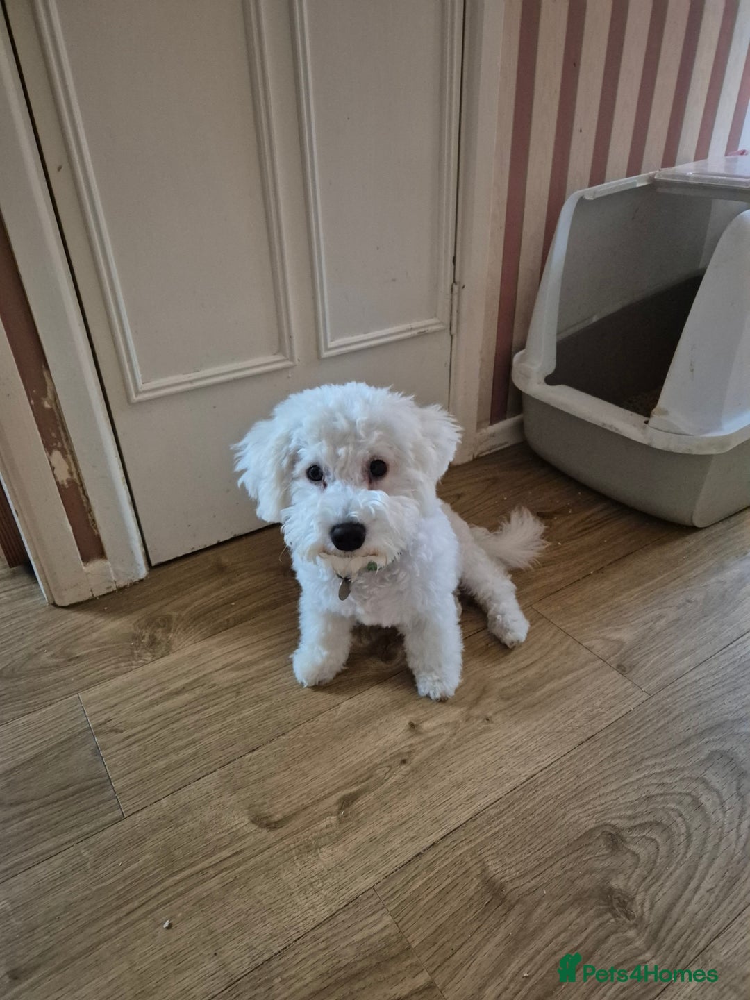 Poochon dogs for sale: Poochon Rehoming - Image 5