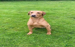 Labrador Retriever dogs for sale: Fox Red Labrador female 2 years old  - Advert 2