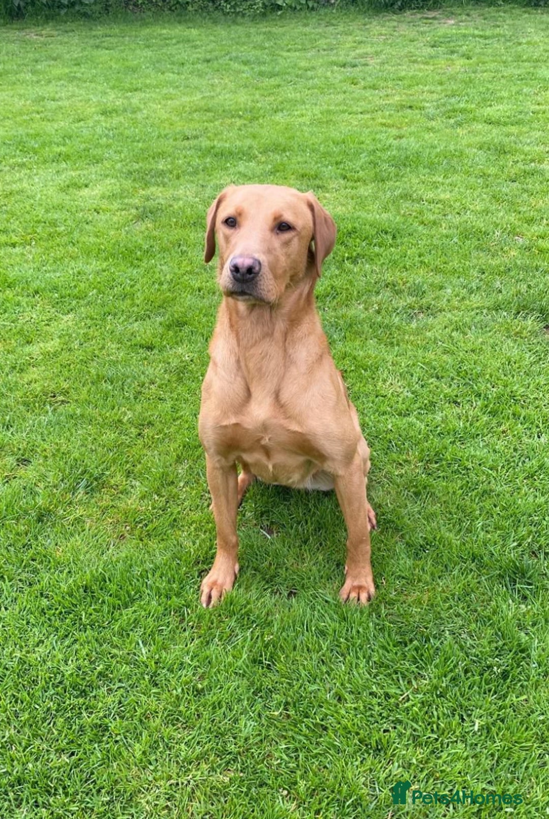 Labrador Retriever dogs for sale: Fox Red Labrador female 2 years old  - Advert 2