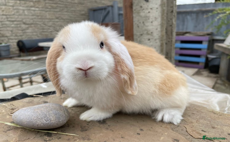Mini Lop rabbits - Advert 1