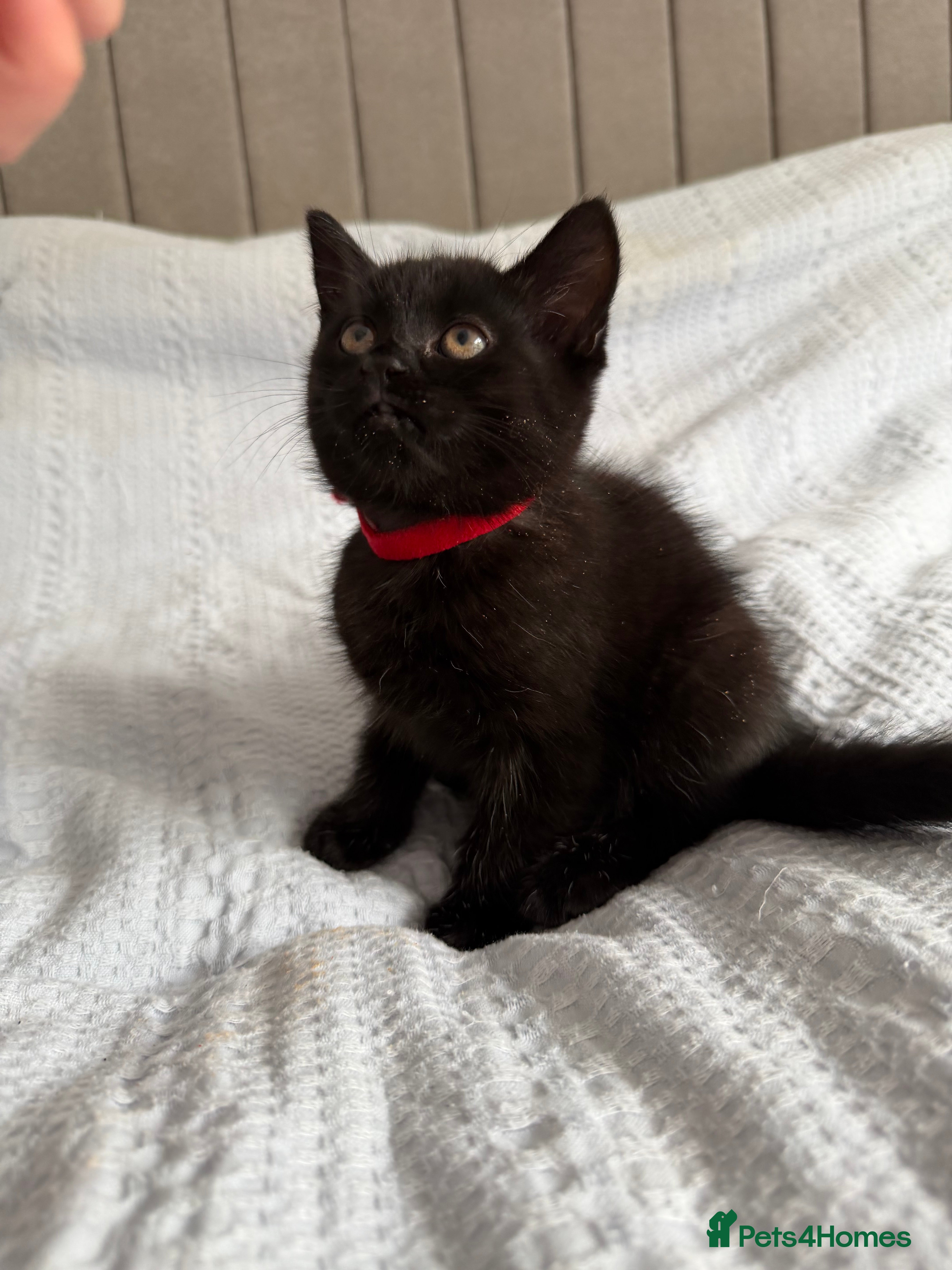 Persian cats 3 Beautiful Black Fluffy Persian-Mix Girl Kittens - Advert 4