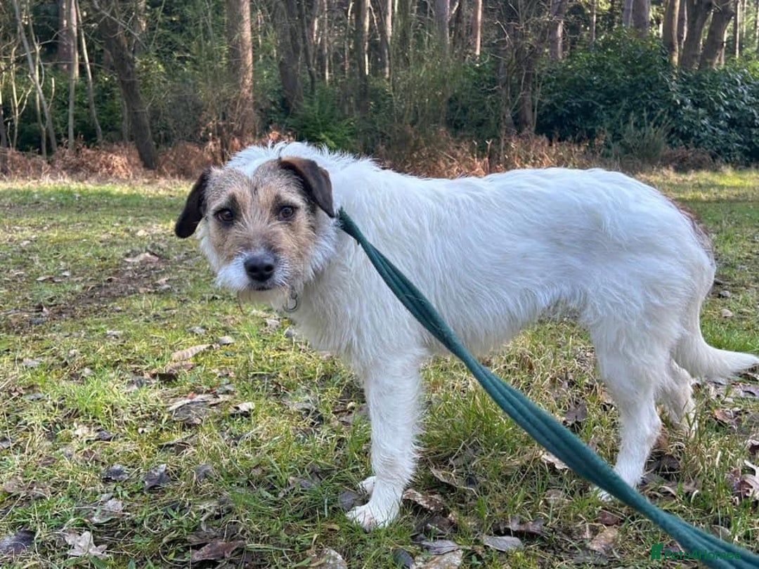 Mixed Breed dogs for adoption: Zori - Badersfield Norfolk  - Image 29