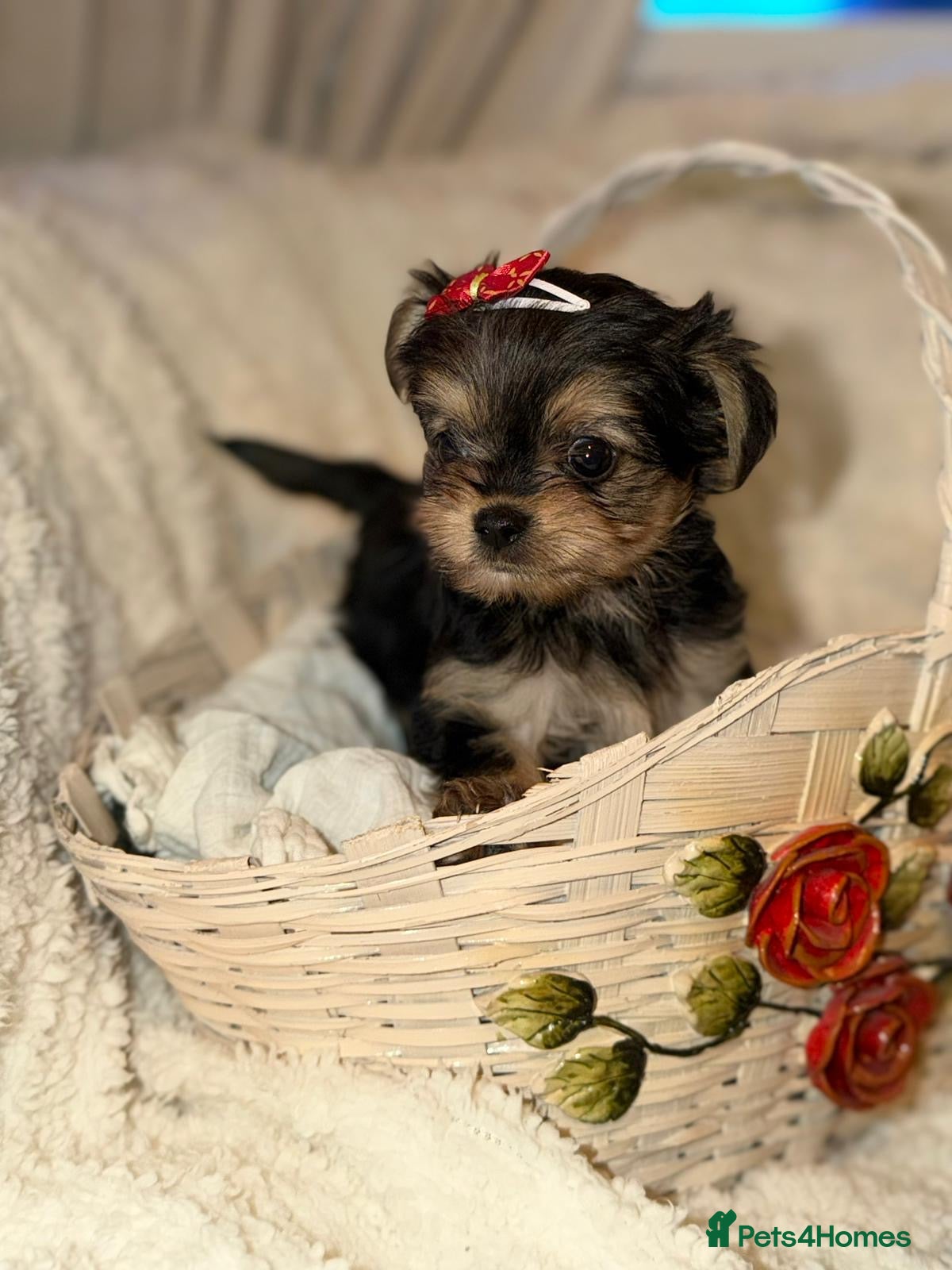 Yorkshire Terrier dogs Tiny Yorkshire terrier puppies  - Advert 2