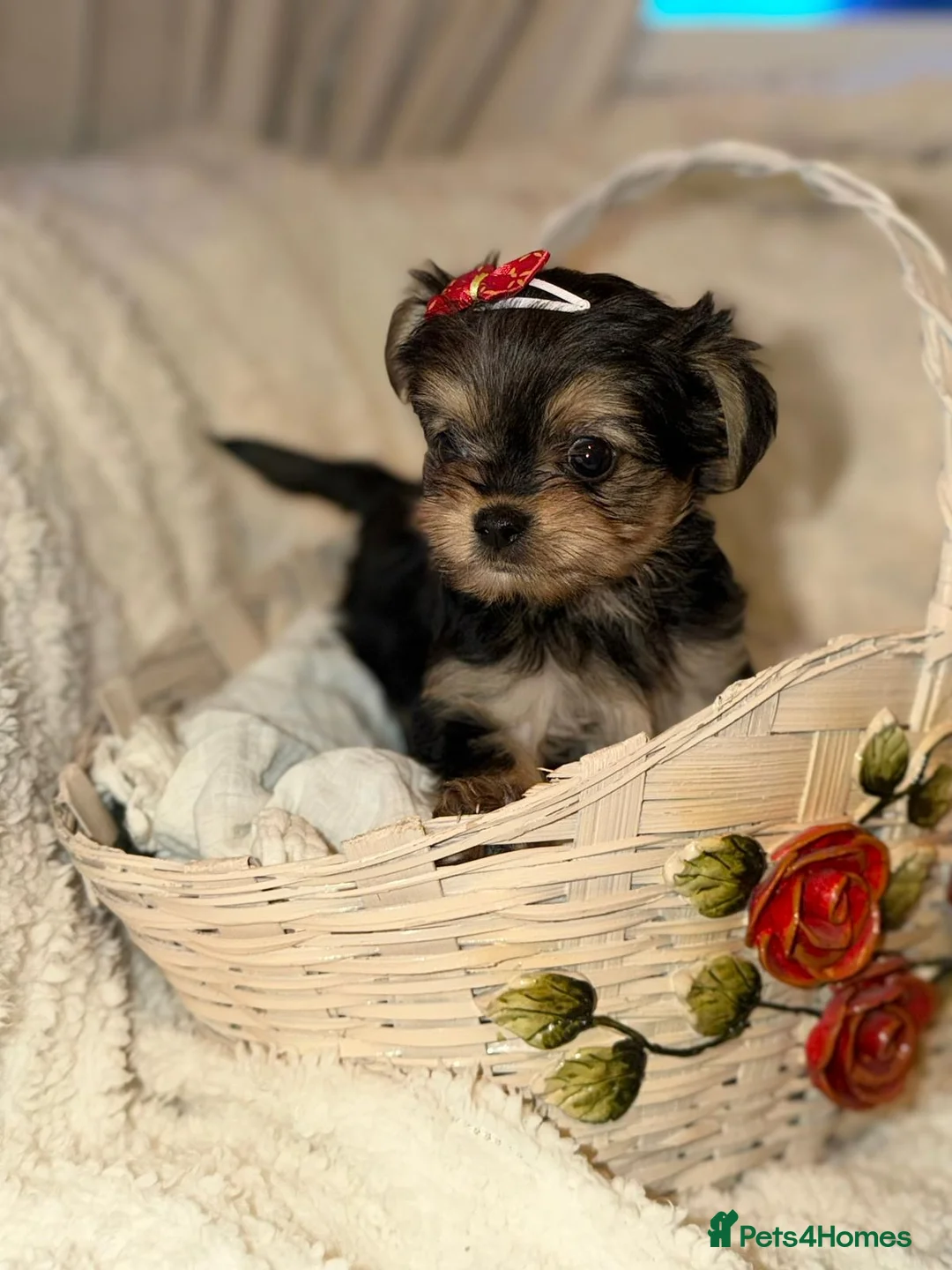 Yorkshire Terrier dogs for sale: Tiny Yorkshire terrier puppies  in Chester - Advert 2
