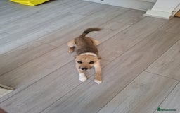 Patterjack dogs for sale: 2 year old Patterjack - Image 3