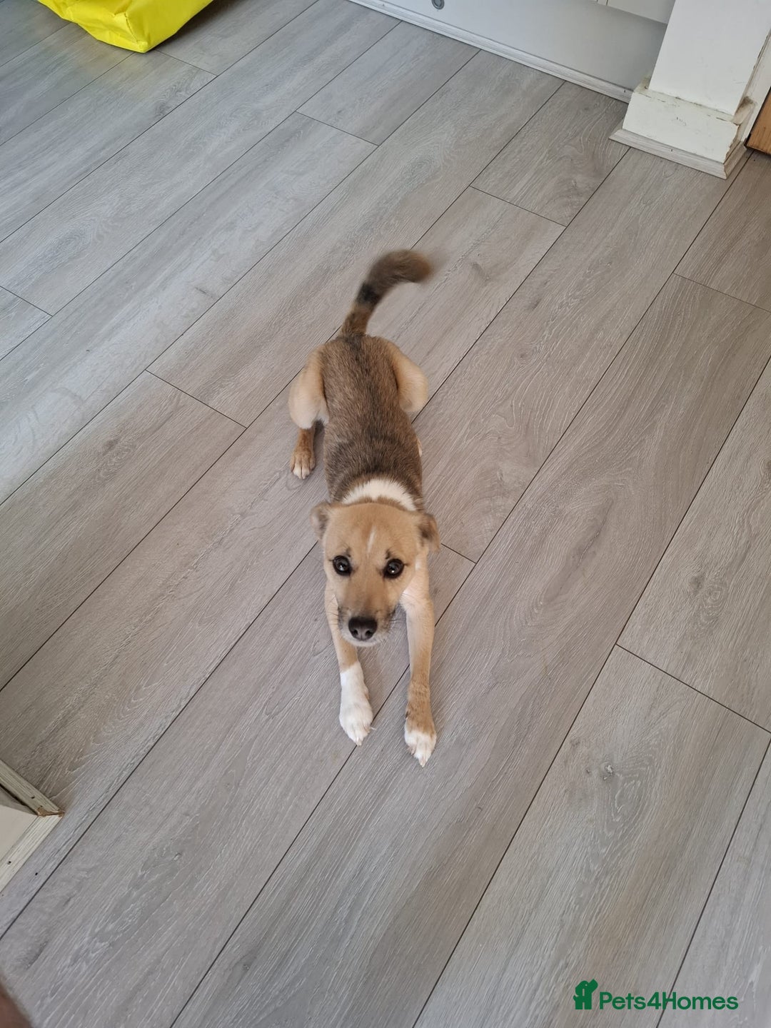 Patterjack dogs for sale: 2 year old Patterjack - Image 3