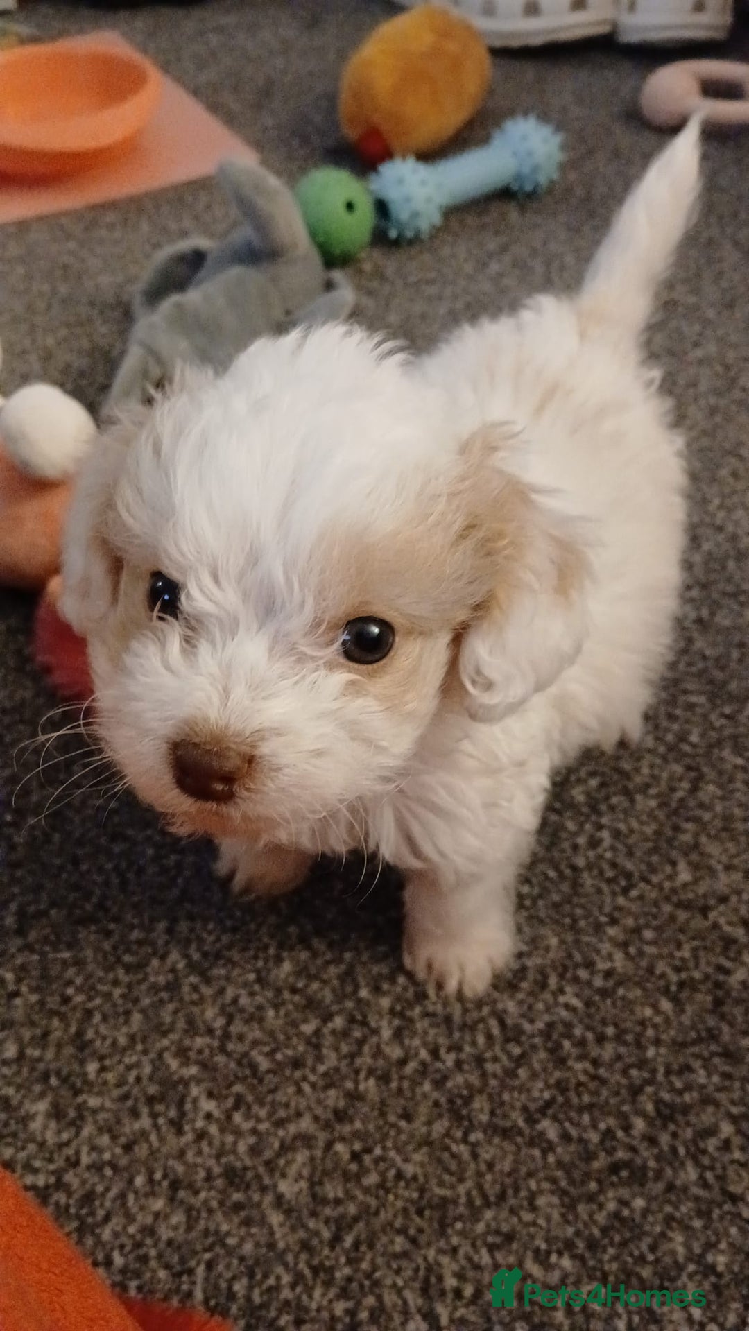 Mixed Breed dogs for sale: Springerpoo puppy  - Advert 13