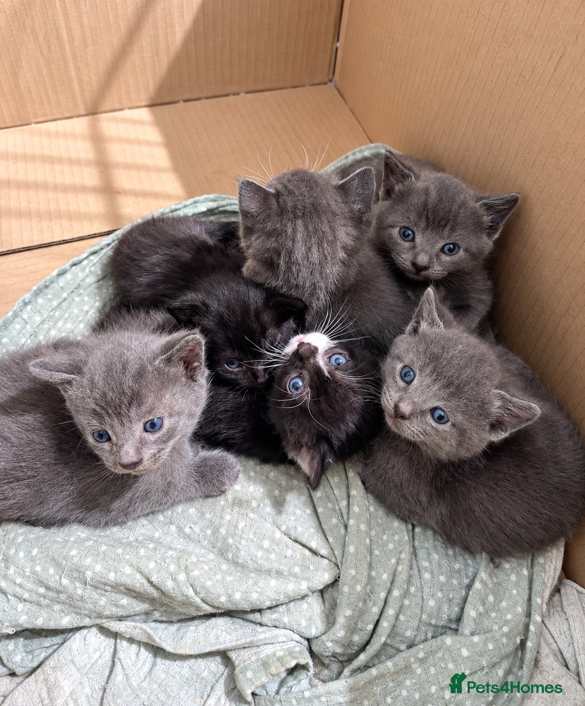 Mixed Breed cats 💕🐾Beautiful Kittens – Loving Family Home🐾💕 - Advert 12