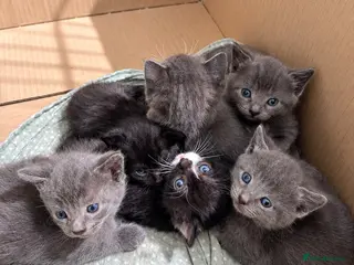 Mixed Breed cats 💕🐾Beautiful Kittens – Loving Family Home🐾💕 - Advert 12