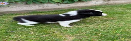Border Collie dogs for sale: Mother is KC registered Dad is pure bred  in Ashbourne - Advert 5