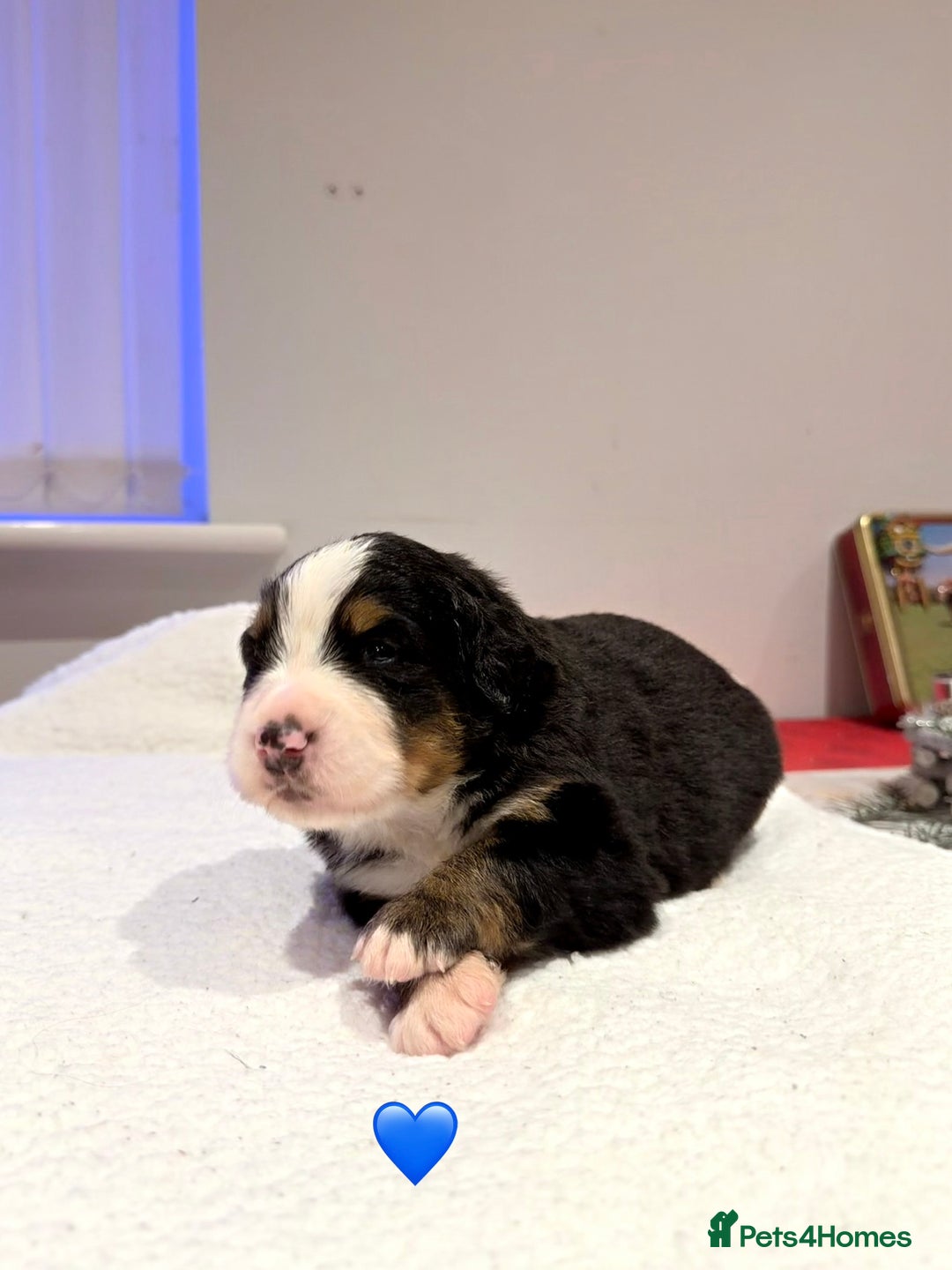 Bernese Mountain Dog dogs for sale: Stunning Pedigree Bernese Mountain Puppies - Advert 25