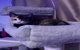 Domestic Shorthair cats for sale: 2 year old spayed female cat + accessories - Image 11
