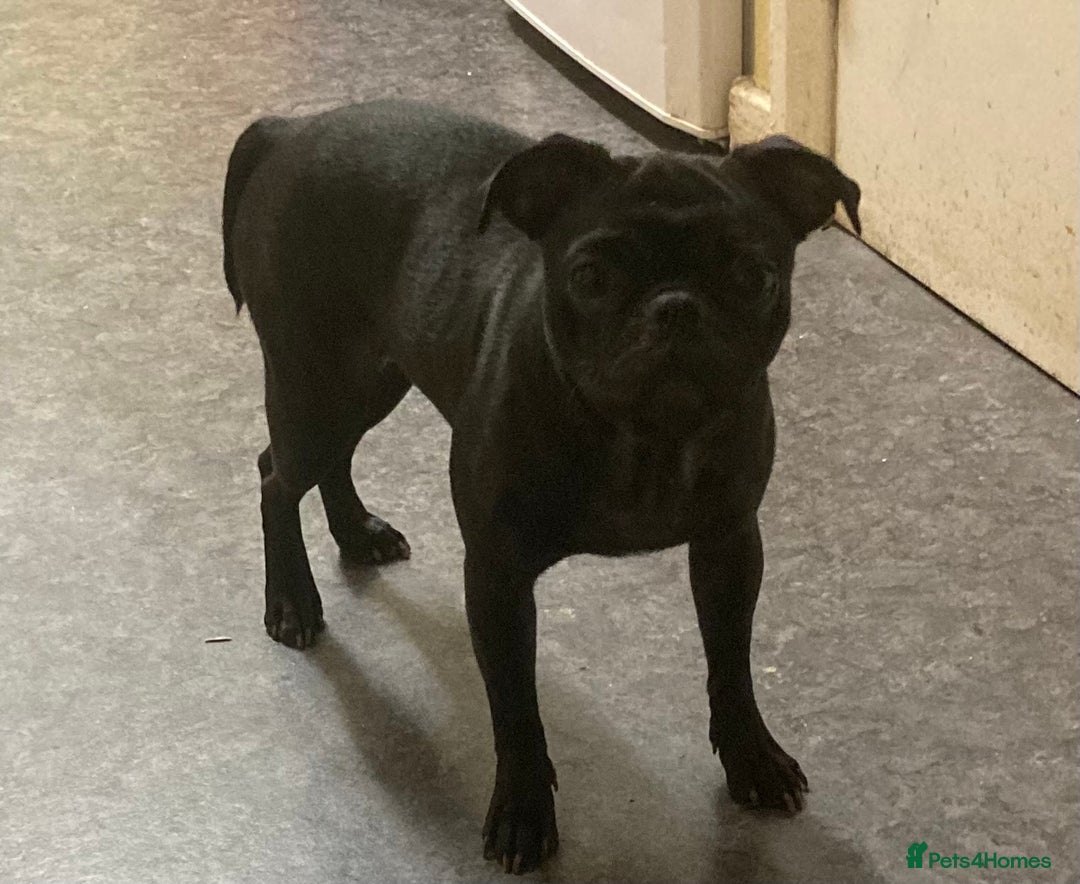 Mixed Breed dogs for sale: Mixed breed pup - Advert 1