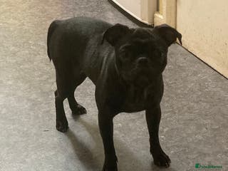 Mixed Breed dogs Mixed breed pup - Advert 2