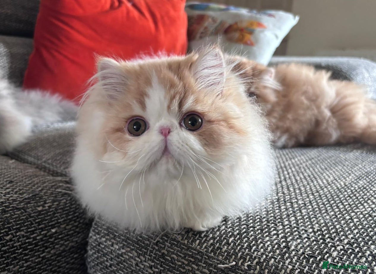 Persian cats Quality Persian Girls - Available Now - Advert 4