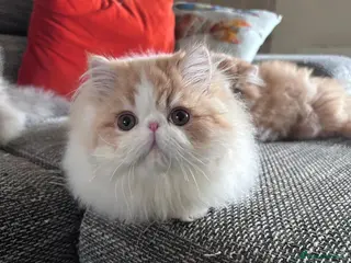 Persian cats Quality Persian Girls - Available Now - Advert 2