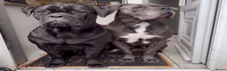 Cane Corso dogs for sale: Cane Corso Puppies for sale  in Hull - Advert 17