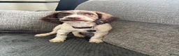 English Springer Spaniel dogs for sale: Springer spaniel pup  - Advert 4
