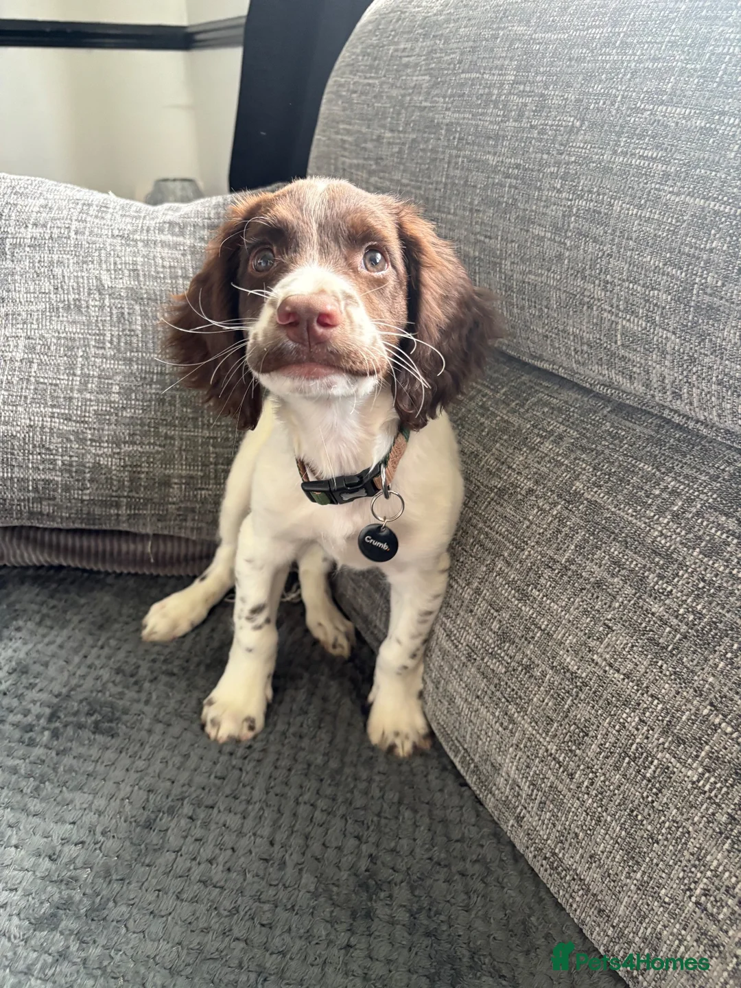 English Springer Spaniel dogs for sale: Springer spaniel pup  - Advert 4