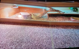 Dragon reptiles for sale: Bearded dragon - Image 4