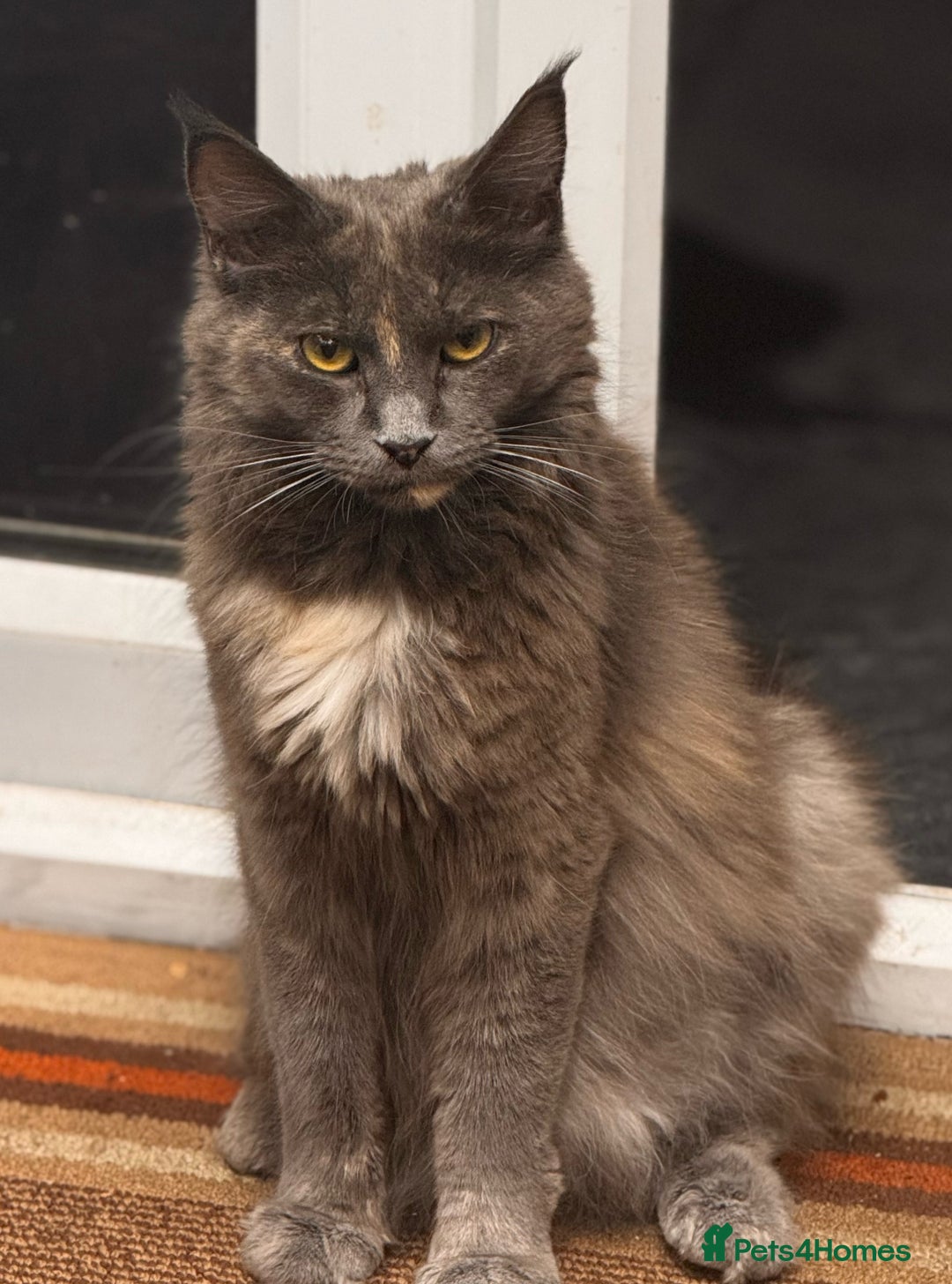 Maine Coon cats for sale: Purebred Blue Maincoon Kittens  - Image 10