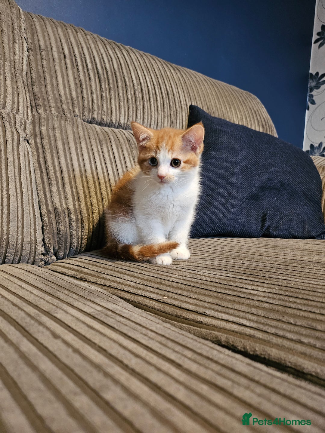 Mixed Breed cats for sale: 4 loving kittens looking forever homes - Advert 2