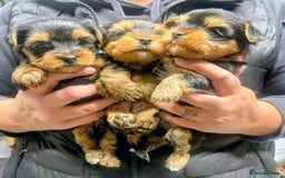 Yorkshire Terrier dogs for sale: Yorkshire terrier puppies - Image 4