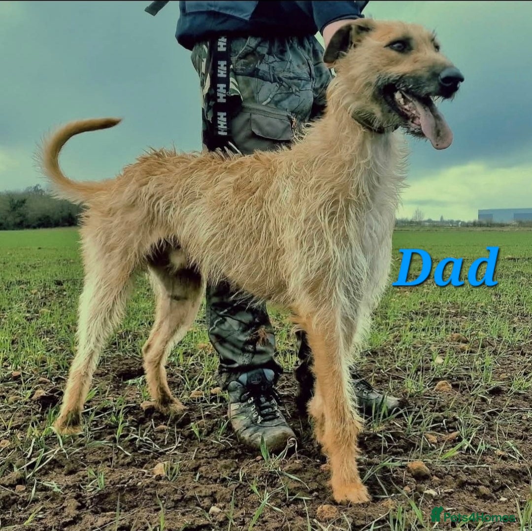 Lurcher dogs for sale: Lurcher Pups - Image 7