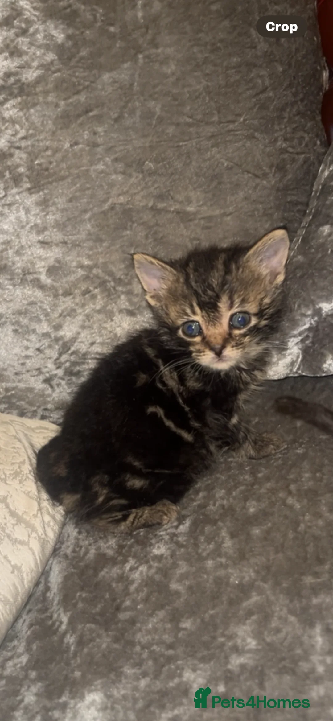 Mixed Breed cats for sale: Sweet Kittens Seeking Forever Families in Camberley - Advert 2