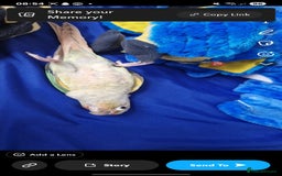 Conures birds for sale: Hand tame conure 10 months old  - Image 1