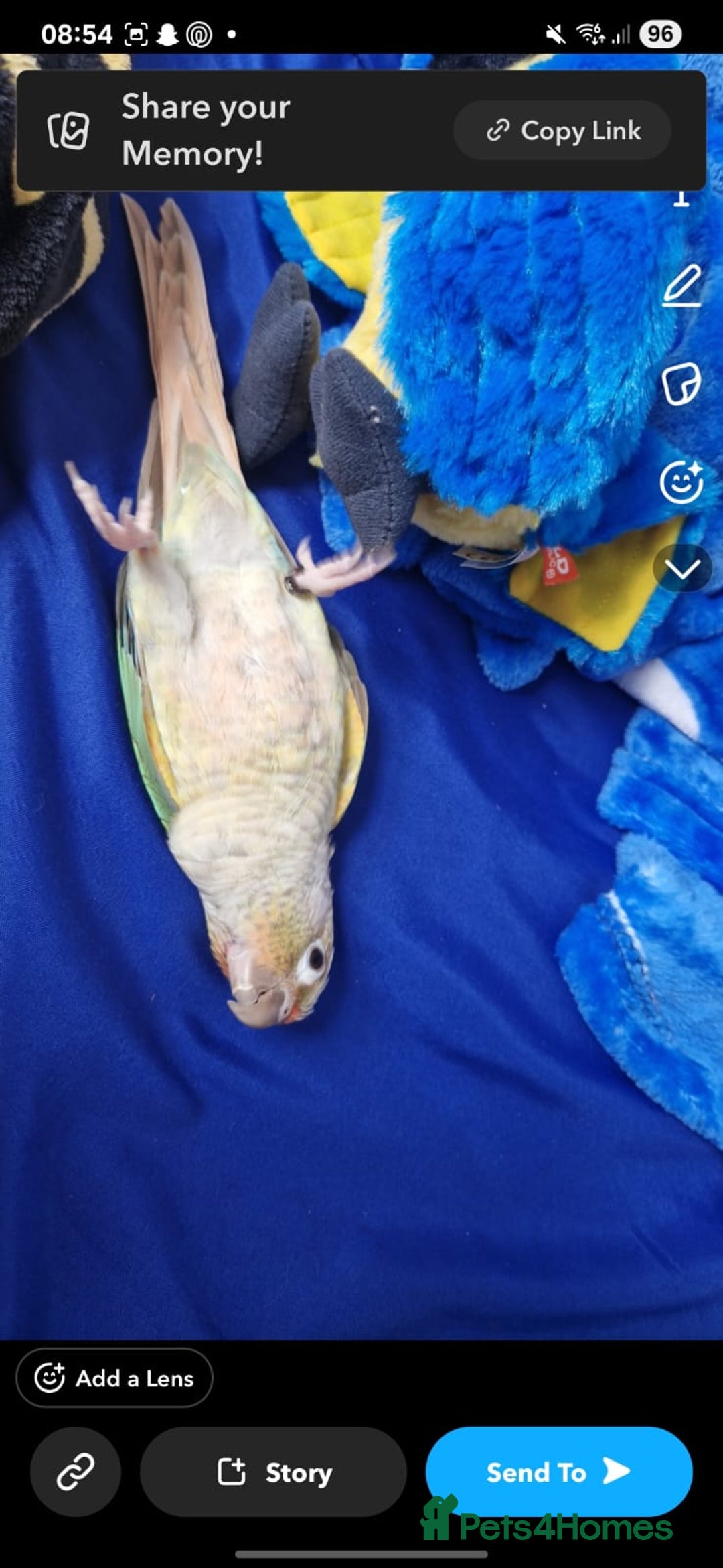 Conures birds for sale: Hand tame conure 10 months old  - Image 1